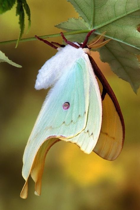 Cool Insects, Papillon Butterfly, Moth Caterpillar, A Bug's Life, Beautiful Bugs, Luna Moth, Butterfly Kisses, Arthropods, Airbrush Art