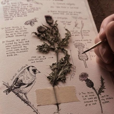 Hestia Jones, Plant Sketches, Environmental Scientist, All The Bright Places, Nature Sketch, Illustration Botanique, I Love Cinema, Art Video, Nature Journal