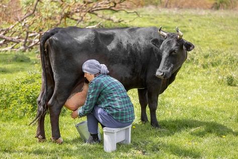 Milking A Cow, Milking Cow, Cow Milking, Cows Milk, Cow Photography, Milk The Cow, Cow House, Cow Milk, Photo Woman