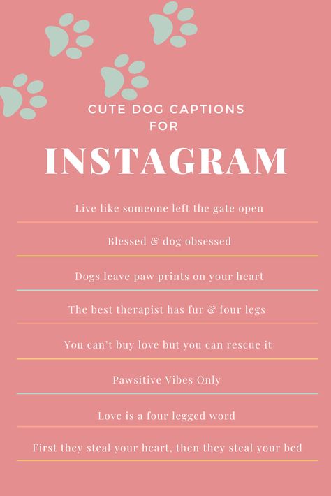 8 of the best captions to get likes on your next dog picture. For the pet parents/dog mom Captions Dogs Instagram, Bio For Pets Instagram, Cute Animal Captions Instagram, Dog Bios For Instagram, Puppy Instagram Bio Ideas, Instagram Captions With Dogs, Instagram Mom Captions, Caption For Pets Instagram, Dog Lover Bios For Instagram