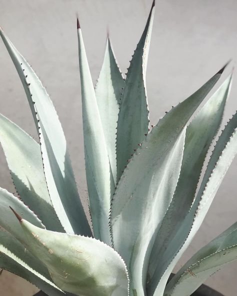 Agave Plant Aesthetic, Agave Aesthetic, Agave Plant Landscaping, Agave Painting, Agave Art, African Safari Lodge, Agave Plants, Plants Photo, Tequila Bar