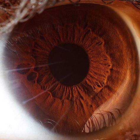 Eye Structure, Brown Eyes Aesthetic, Dark Academia Wall, Photo Macro, Pretty Brown Eyes, Miles Spiderman, Personal Investigation, Eye Close Up, Beautiful Brown Eyes