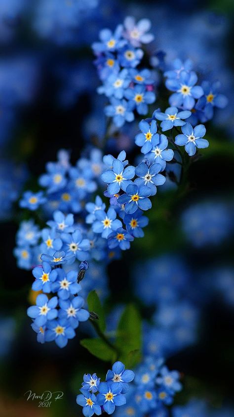 Forget Me Nots Forget Me Nots Aesthetic, Forget Me Not Flowers Wallpaper, Forget Me Not Flowers Aesthetic, Scorpion Grasses, Blue Flowers Garden, Indigo Flower, Not Aesthetic, Grass Wallpaper, Forget Me Not Flowers