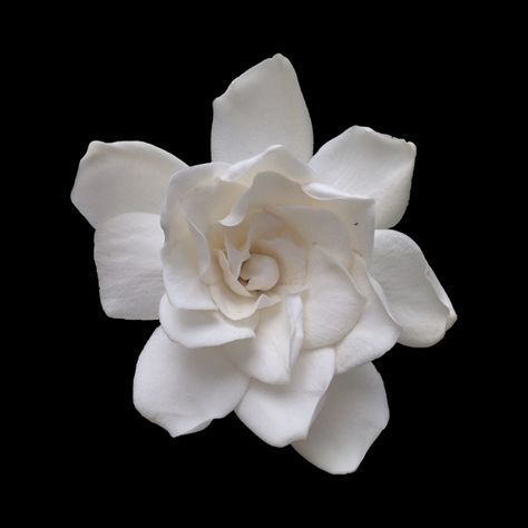 Flowers With Transparent Background, Gardenia Aesthetic, Flower Png Icon, Flowers Png Hd, Flower Transparent Background, White Pfps, White Flower Png, Flower Png Transparent, Gardenia Flowers