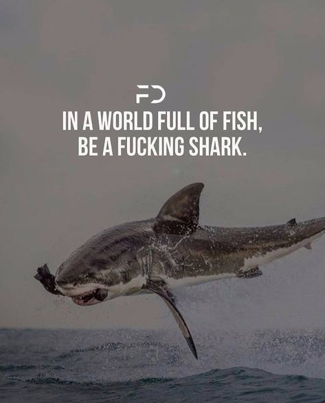 Shark Quotes, Shark Meme, The Success Club, Deep Meaningful Quotes, Daily Quotes Positive, Gary Vaynerchuk, Inspirational Quotes About Love, Best Motivational Quotes, Motivation Success