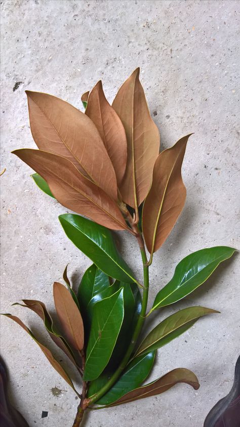 Magnolia Leaf Tattoo, Magnolia Leaf Wedding, Magnolia Foliage, Flowers List, Year Round Flowers, Magnolia Grandiflora, Magnolia Leaf, Magnolia Branch, Tropical Flower Plants