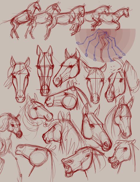 Horse sketches Horses Drawing Reference, Horse Designs Drawing, Horse Sketch Tutorial, Horse Turnaround, Horse Head Drawing Tutorial, Horse Head Illustration, Horse Head Reference, Horse Head Anatomy, Horse Reference Drawing