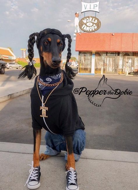 Pepper the Dobie's Halloween Dog Costume as Snoop Dogg in 2015 Doberman Love, Doberman Pinscher Dog, Pet Halloween Costumes, Doberman Dogs, Snoop Dog, Dog Halloween Costumes, Dog Costumes, Dog Costume, Halloween Animals