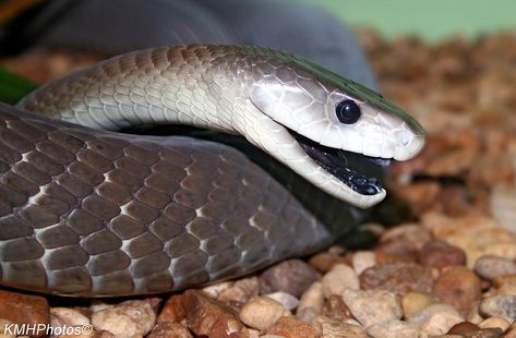 Name: Black Mamba (Dendroaspis polylepis); Range: Sub-Saharan Africa; Status: Least Concern Snake Information, Black Mamba Snake, Mamba Snake, The Black Mamba, Anti Venom, Deadly Animals, Serpent Tattoo, Venomous Snakes, Largest Snake