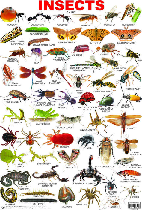 Insects Names, Animals Name In English, Types Of Insects, Picture Dictionary, English Vocab, English Tips, English Idioms, Grammar And Vocabulary, Learn English Vocabulary