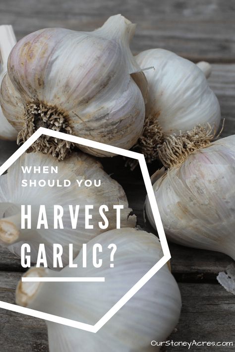 Harvesting Garlic from your backyard garden - Our Stoney Acres Garlic Gardening, Curing Garlic, When To Harvest Garlic, Garden Garlic, Harvest Garlic, Garlic Growing, Harvesting Garlic, Gardening Food, Modern Homestead