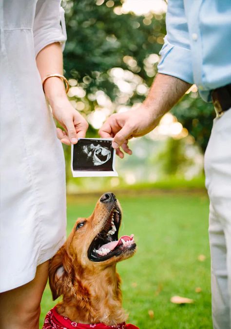 28 best dog pregnancy announcement ideas | Mum's Grapevine Pregnancy Announcement Photography, Pregnancy Announcement Pictures, Announcement Pictures, Announcement Photoshoot, Fun Pregnancy Announcement, Dog Baby Announcement, Pregnancy Announcement Sibling, Pregnancy Announcement Photoshoot, Dog Pregnancy Announcement