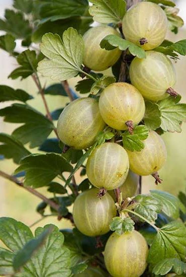 Currant Bush, Gooseberry Plant, Gooseberry Bush, Espalier Fruit Trees, Plants Uk, Acid Loving Plants, Berry Bushes, Forest Plants, Beautiful Fruits