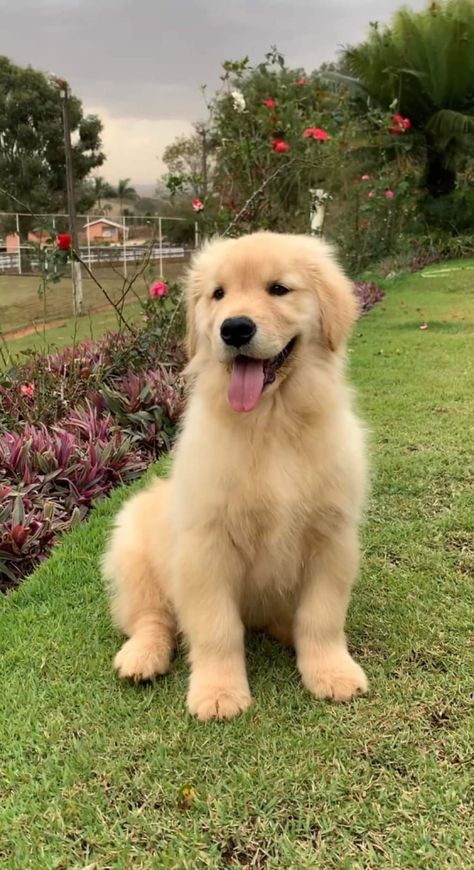 Perros Golden Retriever, Golden Retriever Baby, Cute Dogs Images, Really Cute Puppies, Golden Puppy, Cute Small Animals, A Golden Retriever, Cute Animals Puppies, Very Cute Dogs