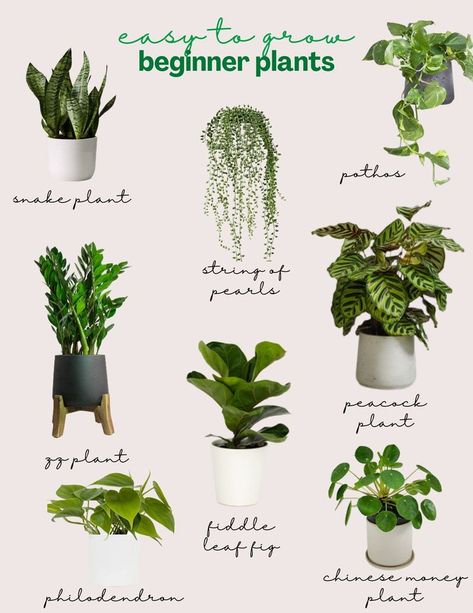 Beginner Plants, Houseplants For Beginners, Easy To Grow Houseplants, Small Garden Landscape, Indoor Water Garden, Spring Garden Flowers, Plant Care Houseplant, Plants Are Friends, Chinese Money Plant