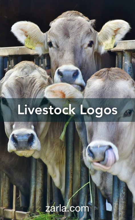 10 incredible logo suggestions for your livestock business. Cattle Rearing, Poultry Business, Country Boutique, Agriculture Business, Livestock Feed, Cattle Feed, Rustic Logo, Hunting Land, Agriculture Logo