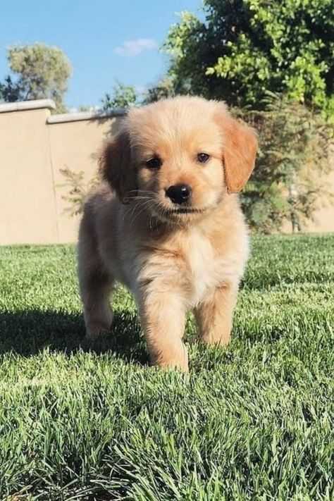 Can't get enough of these adorable golden retriever moments! Training Strategy, Adorable Golden Retriever, Perros Golden Retriever, Golden Retriever Baby, Chien Golden Retriever, Cute Puppies And Kittens, Cute Dogs Images, Very Cute Puppies, Super Cute Puppies