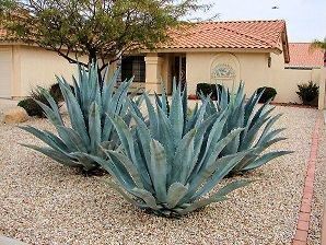 Backyard Landscaping Desert, Environment Pictures, Agave Americana, Texas Landscaping, Century Plant, Drought Tolerant Landscape, Desert Environment, Desert Landscapes, Landscape Plants