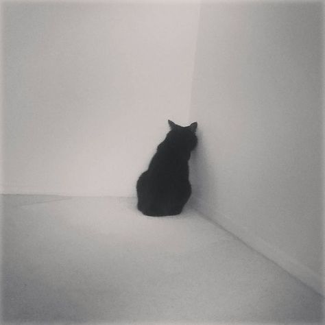 A Black Cat, In The Corner, A Black, The Wall, Black Cat, Wall, White, Black