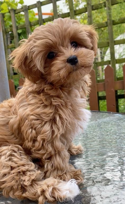 Expensive Dog Breeds, Small Fluffy Dog Haircuts, Poodle Maltese Mix Puppies, Dog Breeds Cute, Cute Puppies Photos, Teacup Maltipoo Puppies For Sale, Bichon Frise Puppy Brown, Dog Haircuts Maltipoo, Multi-pooh Puppy