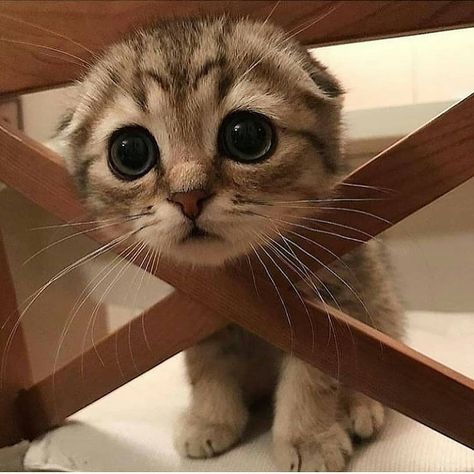 Cute  Follow @candymiesa for more . Söt Katt, Baby Animals Pictures, Cute Cats And Kittens, Cute Animal Pictures, Cute Kittens, Cute Little Animals, Beautiful Cats, 귀여운 동물