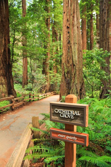 Cathedal Grove, Muir Woods National Monument. Cathedral Grove in Muir Woods Nati #Sponsored , #Sponsored, #paid, #Grove, #Woods, #Cathedral, #Muir Cathedral Grove Vancouver Island, John Muir Woods, Cathedral Grove, Muir Woods National Monument, Coastal Redwood, Photoshoot Locations, Muir Woods, John Brown, Redwood Tree