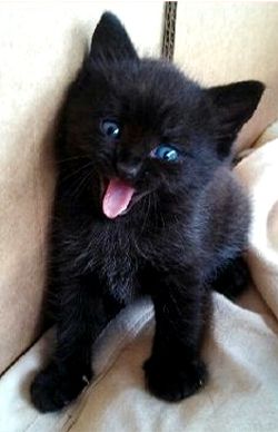 silly black kitten with blue eyes Gatto Carino, Image Chat, Black Kitten, Cute Cats And Kittens, Cute Kittens, Beautiful Cats, Baby Cats, Catsuit, Crazy Cats