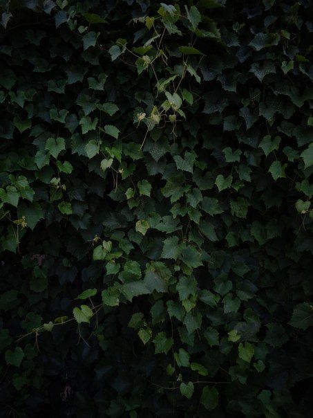 Ivy Leaves Aesthetic, Ivy Aesthetic Wallpaper, Green Vines Aesthetic, Ivy Background, Vic Core, Forest Academia, Ivy Aesthetic, Vines Texture, Leaves Wallpaper Iphone