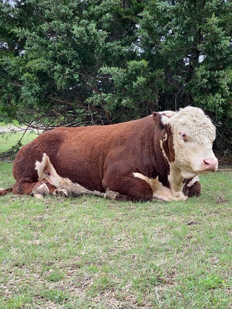 3 year old Hereford Registered Bull Herford Cow, Cow Drawing Reference, Hereford Bull, Farm Livestock, Pet Cows, Hereford Cows, Hereford Cattle, Cow Drawing, Bull Cow