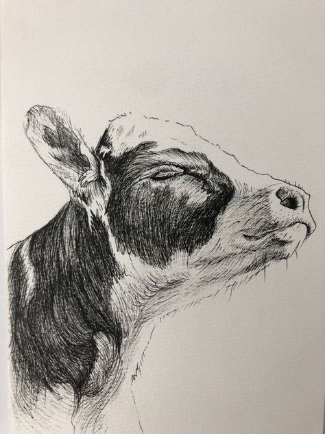 Drawings Of Cows Pencil, Cow Pen Drawing, Art Drawings Sketches Animals, Cow Ink Drawing, Cool Animal Drawings Sketches, Cow Pencil Drawings, Ink Animal Drawings, Cows To Draw, Sketchbook Ideas Animals