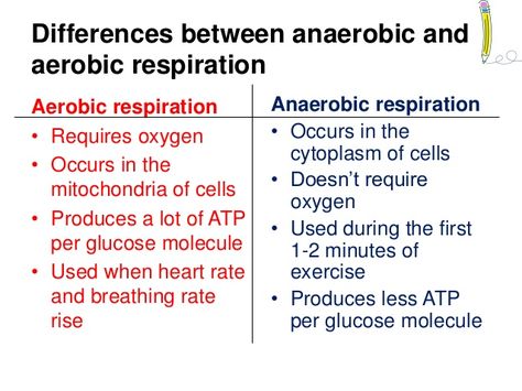 Aerobic & anaerobic respiration Respiration Notes Biology, Aerobic And Anaerobic Respiration Notes, Aerobic Vs Anaerobic Respiration, Gcse Pe Revision Notes, Aerobic And Anaerobic Respiration, Aerobic Respiration Notes, Anaerobic Respiration Notes, Biology Introduction, Aerobic Respiration