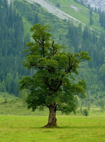 Maple tree located on the Big Maple Plain (1216m) which is located in the middle of the Alpine Park Karwendel on the Eng Alp in Tyrol, Austria | pseudoplatanus (Sycamore or Sycamore Maple) is a species of maple native to central Europe and southwestern Asia, from France east to Poland, and south in mountains to northern Spain, northern Turkey, and the Caucasus. Nature Photography Trees, Tyrol Austria, Sycamore Tree, Northern Spain, Old Trees, Tree Photography, Unique Trees, Maple Tree, Wild Plants