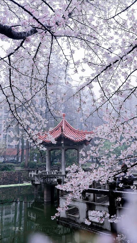 Rosa China, Japanese Tree, Scenery Pictures, Embrace It, Pretty Landscapes, Japan Aesthetic, Japanese Architecture, Japanese Aesthetic, Wallpaper Phone