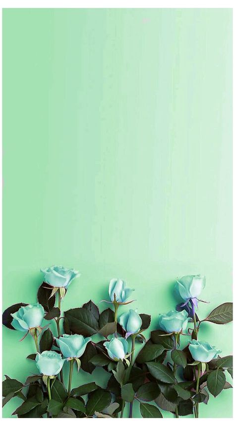 40 Mint Green Wallpaper Backgrounds For Iphone Wallpaper Iphone Mint Green, Green Wallpaper Phone, Mint Green Wallpaper Iphone, Ed Wallpaper, Roses Photography, Mint Aesthetic, Mint Green Wallpaper, Mint Green Flowers, Mint Green Aesthetic