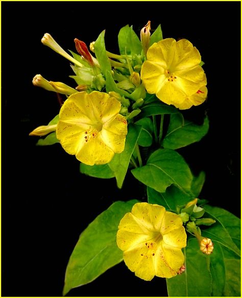 Four O' Clock Flowers 4 O Clock Flowers, Spiritual Flowers, Mirabilis Jalapa, Garden Clocks, Clock Flower, Plant Varieties, Rare Orchids, Four O Clock, Flower Yellow