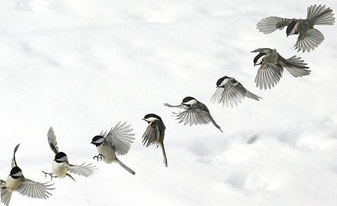 flying chickadee - Google Search Flick Book, Bird Landing, Birds Flying Photography, Chickadee Tattoo, Sequence Photography, Flying Photography, Black Bird Tattoo, Black Capped Chickadee, Chickadees