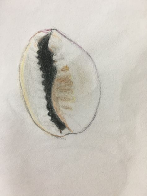 Attempt at coloured cowry shell drawing (Biological illustrations, Emilie Higgins), Prisma Colours Shell Drawing Colour, Cowrie Shell Drawing, Shell Drawing, Shawarma Recipe, Art Final, Cowry Shell, Blue Planet, Puka Shell, Traditional Games