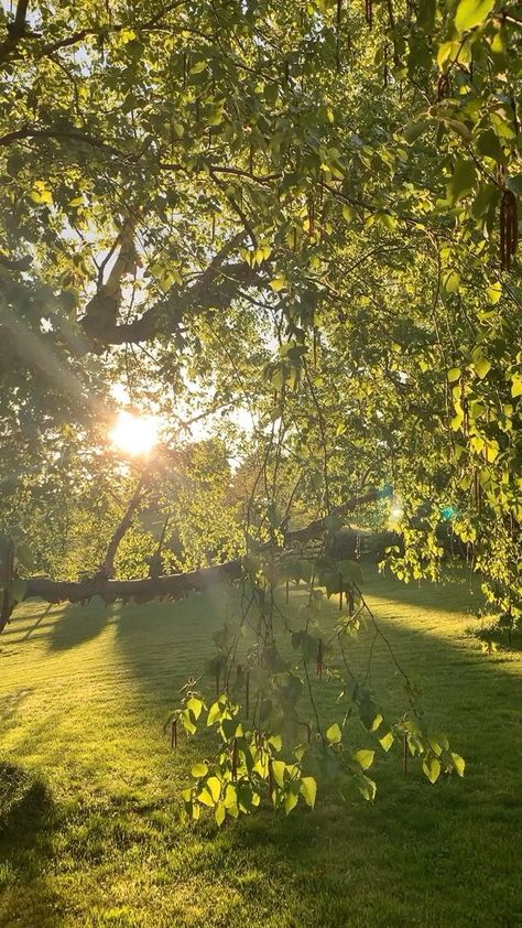 Plant aesthetic. Backyard. Green. Sunset. Sun through trees. Tree Shade Aesthetic, Luxury Nature Aesthetic, Nature Aesthetic Trees, Aesthetic Tree Pictures, Sun Pictures Aesthetic, Green Aesthetic Wallpaper Nature, Morning Wallpaper Aesthetic, Sun Light Aesthetic, Green Sunset Aesthetic