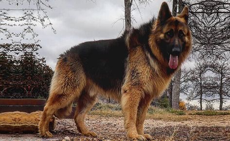 King Shepherd: Is this the right Giant breed for you? King German Shepherd, Big German Shepherd, Large German Shepherd, King Shepherd, Long Haired German Shepherd, Alsatian Dog, German Sheperd Dogs, Gsd Dog, Dog Club