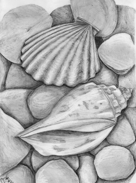 two seashells that started as a doodle mechanical pencil about 7hours sea shells Learning To Sketch, Shells Drawing, Easy Pencil Drawings, Shell Drawing, Beach Drawing, Learn To Sketch, Observational Drawing, Drawing Eyes, Art Drawings Sketches Pencil