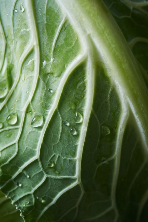 More macro shots of fruits / vegetables on the blog | Food photography | Sydney food photographer | Product photographer @vivianeperenyi Macro Texture Photography, Nature Food Photography, Nature Photography Macro, Hyperreal Photography, Micro Photography Nature, Macro Vegetables, Leaf Close Up, Macro Product Photography, Food Close Up