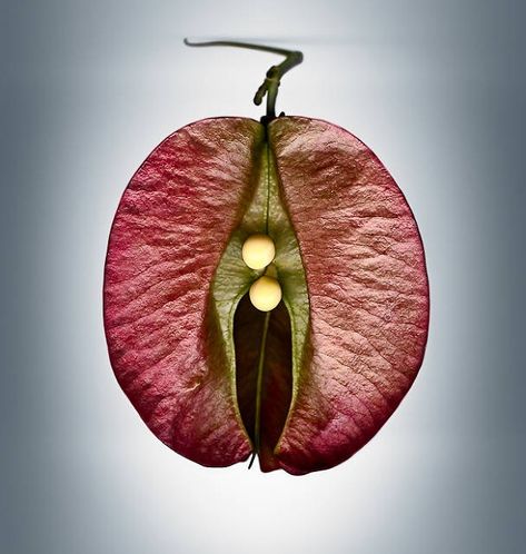 Seed Pods, Natural Forms, Patterns In Nature, Planting Seeds, Nature Design, Plant Life, Garden Seeds, Botany, Nature Beauty