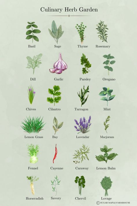 Culinary Herb List Kitchen Plant Ideas Indoor Herbs, Inside Herb Garden Ideas Kitchens, Culinary Garden, Botanical Herbs, Herb Garden List, Plant Herbs Together, List Of Herbs, Spring Herbs, Italian Herb Garden