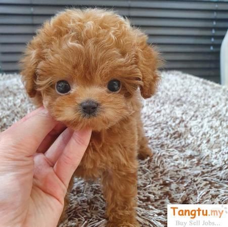 "Poodle" Puppies For Sale | Indianapolis, IN | Petzlover Poodle Puppy Training, Toy Puppies For Sale, Toy Poodles For Sale, Cute Dog Memes, Tiny Toy Poodle, Teacup Poodle Puppies, Pomeranian Puppy Teacup, Poodle Puppies For Sale, Toy Dog Breeds