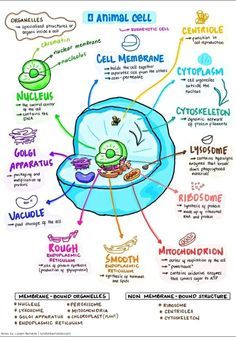 Cell Biology Notes, Biochemistry Notes, Biology Diagrams, Cell Diagram, Biology College, Learn Biology, General Biology, Biology Revision, Study Biology