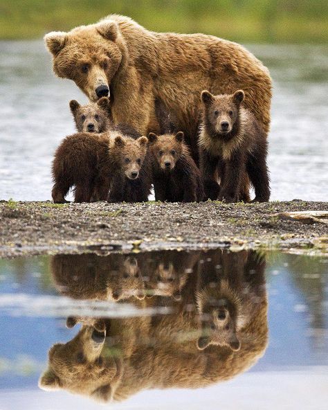 Mamma and her tribe..... Mother Bear, Katmai National Park, Momma Bear, Bear Family, Amazing Pictures, Amazing Travel, Bear Cubs, Family Affair, Grizzly Bear