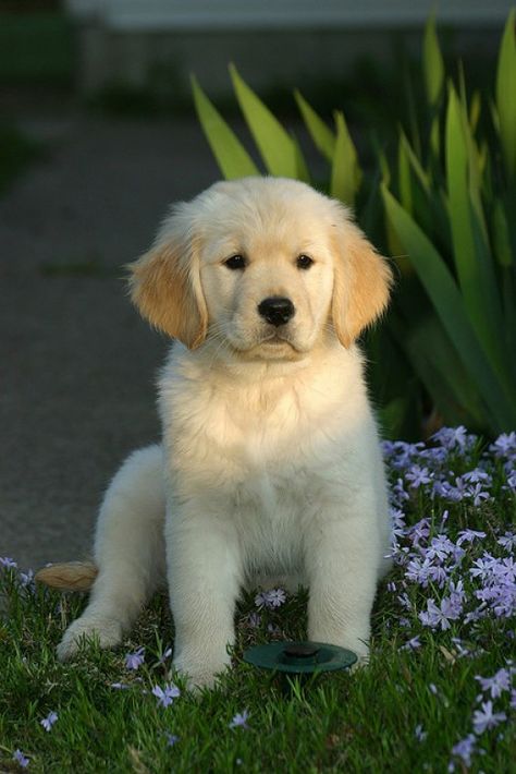 Family Dogs Breeds, Chien Golden Retriever, Celebrity Dogs, Golden Retriever Mix, Golden Puppy, Labrador Retrievers, Dog Wallpaper, Golden Retriever Puppy