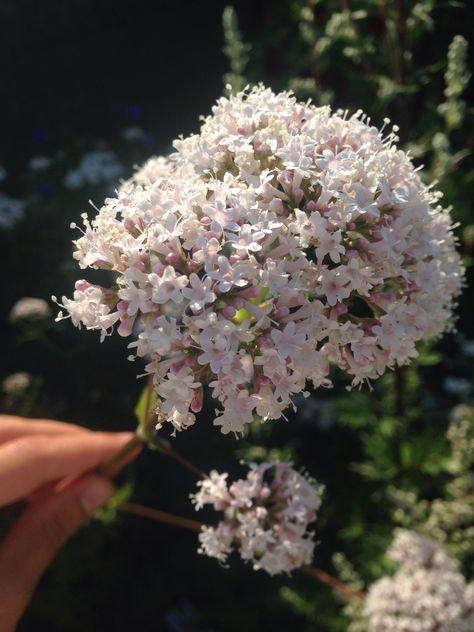 Valerian flowering 25 July Valerian Flower, Valerian, Glow Up?, Table Centerpieces, Close Up, Big Day, Dandelion, Herbs, Floral