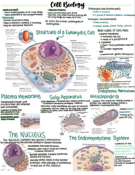 Biology Note Templates, Cells In Biology, Anatomy Cells Notes, Bio Ipad Notes, Biology College Notes, Aesthetic Notes Biology Cells, Cell Diagram Aesthetic, Biology Notes Prokaryotes And Eukaryotes, Biology Information