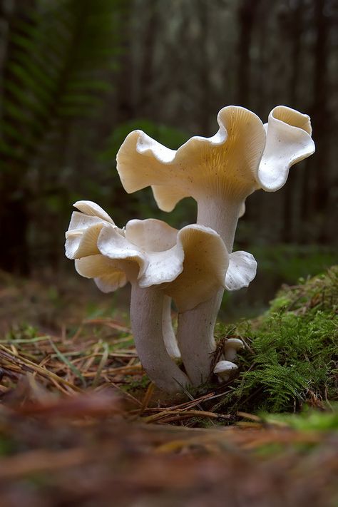 ººº Mushroom Refrences Photos, Chanterelle Mushrooms Photography, Pretty Mushrooms Nature, Wild Mushrooms Photography, Cool Mushrooms, Mushrooms Photography, Mushroom Reference, Pretty Mushrooms, Fungi Photography